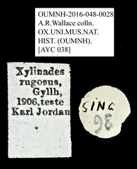 Xylinada rugosa•All Rights ReservedMuseum Label