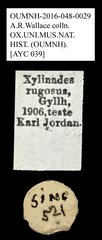 Xylinada rugosa•All Rights ReservedMuseum Label