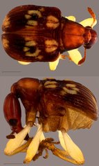 Korotyaevirhinus sp. "ZRCBDP0071936"