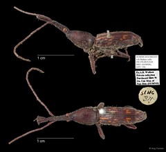 Brentidae sp. "AYC 126"•&copy; Ang Yuchen•All Rights Reserved