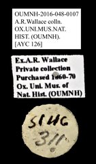Brentidae sp. "AYC 126"•All Rights ReservedMuseum Label