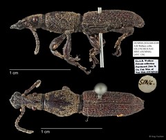 Brentidae sp. "AYC 128"•&copy; Ang Yuchen•All Rights Reserved