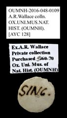 Brentidae sp. "AYC 128"•All Rights ReservedMuseum Label
