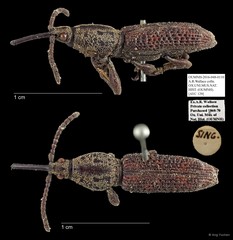 Brentidae sp. "AYC 129"•&copy; Ang Yuchen•All Rights Reserved