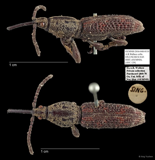 Brentidae sp. "AYC 129"•&copy; Ang Yuchen•All Rights Reserved