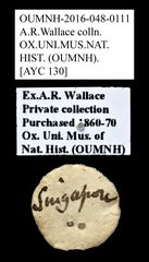 Brentidae sp. "AYC 130"•All Rights ReservedMuseum Label