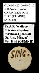 Brentidae sp. "AYC 131"•All Rights ReservedMuseum Label