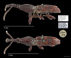 Brentidae sp. "AYC 132"•&copy; Ang Yuchen•All Rights Reserved