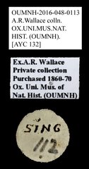 Brentidae sp. "AYC 132"•All Rights ReservedMuseum Label