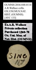 Brentidae sp. "AYC 133"•All Rights ReservedMuseum Label