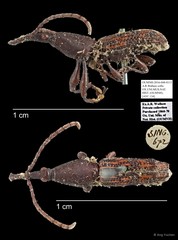 Brentidae sp. "AYC 134"•&copy; Ang Yuchen•All Rights Reserved