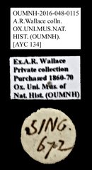 Brentidae sp. "AYC 134"•All Rights ReservedMuseum Label