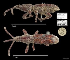 Brentidae sp. "AYC 135"•&copy; Ang Yuchen•All Rights Reserved