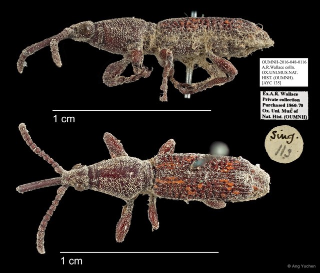 Brentidae sp. "AYC 135"•&copy; Ang Yuchen•All Rights Reserved