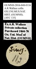Brentidae sp. "AYC 135"•All Rights ReservedMuseum Label