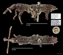 Brentidae sp. "AYC 136"•&copy; Ang Yuchen•All Rights Reserved