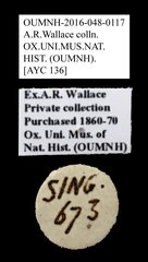 Brentidae sp. "AYC 136"•All Rights ReservedMuseum Label