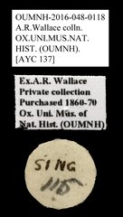 Brentidae sp. "AYC 137"•All Rights ReservedMuseum Label