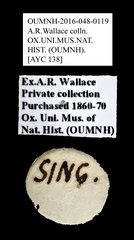 Brentidae sp. "AYC 138"•All Rights ReservedMuseum Label