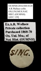 Brentidae sp. "AYC 139"•All Rights ReservedMuseum Label