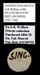 Brentidae sp. "AYC 140"•All Rights ReservedMuseum Label