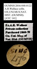 Brentidae sp. "AYC 141"•All Rights ReservedMuseum Label