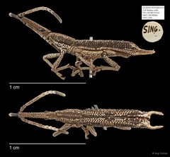 Brentidae sp. "AYC 144"•&copy; Ang Yuchen•All Rights Reserved