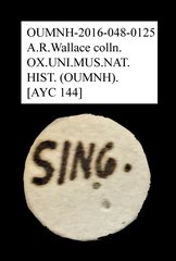 Brentidae sp. "AYC 144"•All Rights ReservedMuseum Label