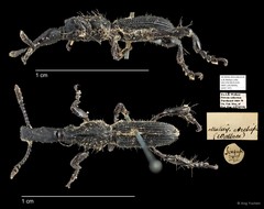 Brentidae sp. "AYC 147"•&copy; Ang Yuchen•All Rights Reserved
