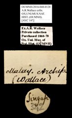 Brentidae sp. "AYC 147"•All Rights ReservedMuseum Label