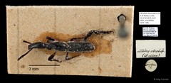 Brentidae sp. "AYC 148"•&copy; Ang Yuchen•All Rights Reserved