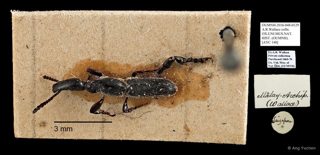 Brentidae sp. "AYC 148"•&copy; Ang Yuchen•All Rights Reserved