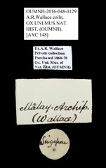 Brentidae sp. "AYC 148"•All Rights ReservedMuseum Label