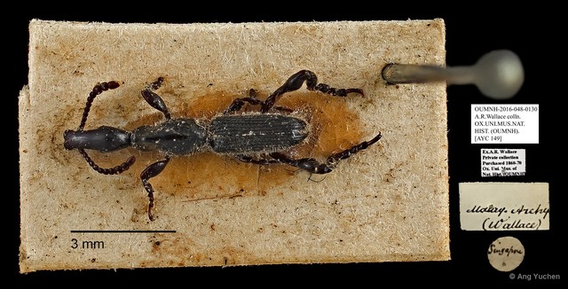 Brentidae sp. "AYC 149"•&copy; Ang Yuchen•All Rights Reserved