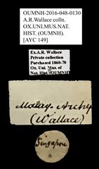 Brentidae sp. "AYC 149"•All Rights ReservedMuseum Label