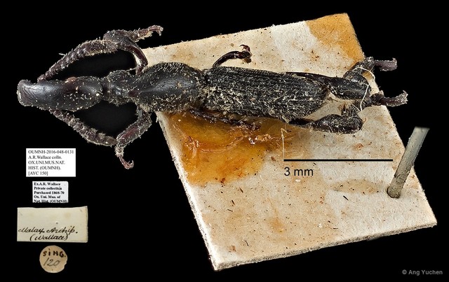 Brentidae sp. "AYC 150"•&copy; Ang Yuchen•All Rights Reserved