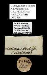 Brentidae sp. "AYC 150"•All Rights ReservedMuseum Label