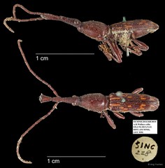 Brentidae sp. "AYC 20"•&copy; Ang Yuchen•All Rights Reserved