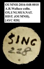 Brentidae sp. "AYC 20"•All Rights ReservedMuseum Label