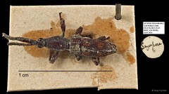 Brentidae sp. "AYC 22"•&copy; Ang Yuchen•All Rights Reserved