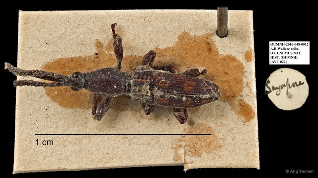 Brentidae sp. "AYC 22"•&copy; Ang Yuchen•All Rights Reserved
