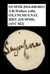 Brentidae sp. "AYC 22"•All Rights ReservedMuseum Label