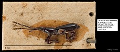 Brentidae sp. "AYC 23"•&copy; Ang Yuchen•All Rights Reserved