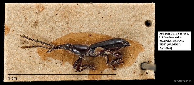 Brentidae sp. "AYC 23"•&copy; Ang Yuchen•All Rights Reserved