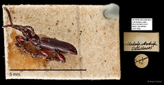 Brentidae sp. "AYC 24"•&copy; Ang Yuchen•All Rights Reserved