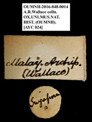 Brentidae sp. "AYC 24"•All Rights ReservedMuseum Label