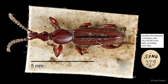 Brentidae sp. "AYC 26"•&copy; Ang Yuchen•All Rights Reserved
