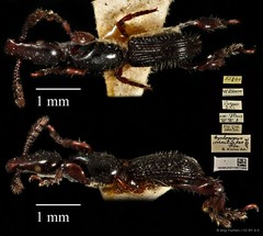 Cyphagogus conciliatus•&copy; Ang Yuchen•CC BY 4.0