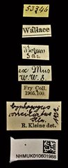 Cyphagogus conciliatus•All Rights ReservedMuseum Label