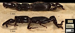 Cyphagogus cyrtotrachelus•&copy; Ang Yuchen•CC BY 4.0